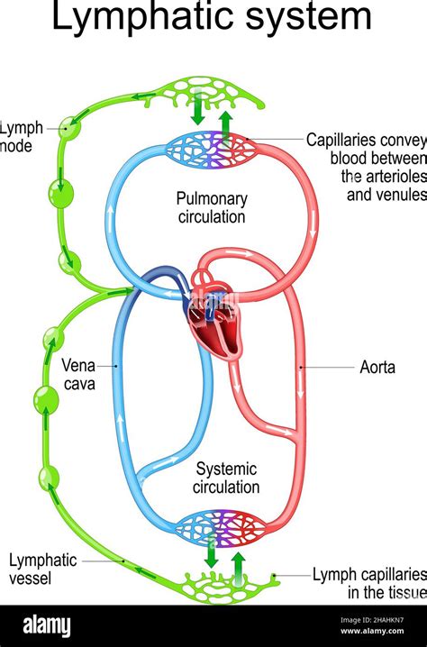 Lymphatic Circulation System Parts Of Immune And Circulatory System