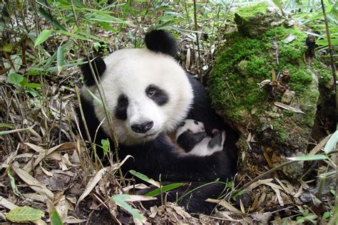 Tierlexikon Grosser Panda Wwf Panda Club