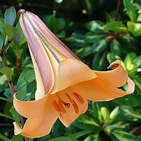 Lily Trumpet African Queen Trumpet Lily Angel Trumpet Tall Flowers