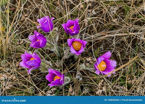 Beautiful Spring Purple Wild Flowers Stock Photo Image Of Ature