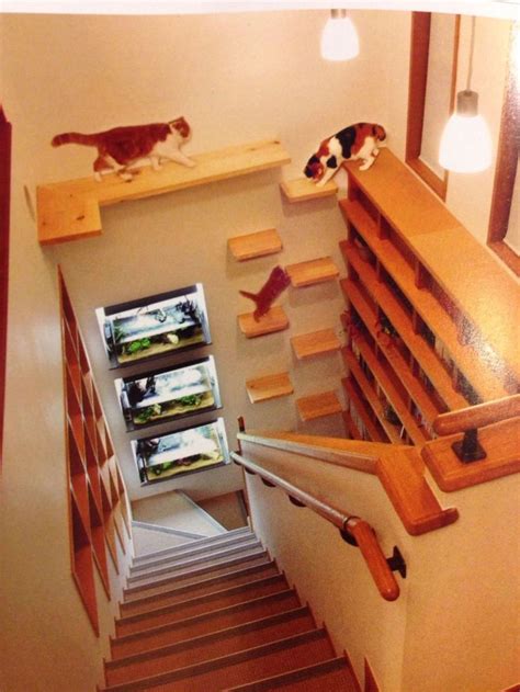 Cat Stairs Cat Room Cat Shelves