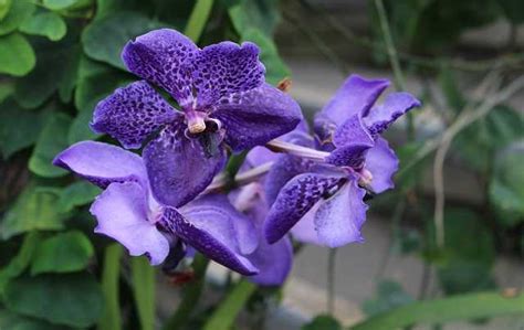 vanda azul coerulea aprenda todo sobre esta orquídea