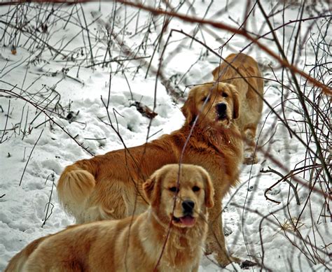 Our connecticut golden retriever breeding dogs are raised in our connecticut home and not in kennels. Harborview Golden Retrievers | Golden Retrievers, Puppies ...