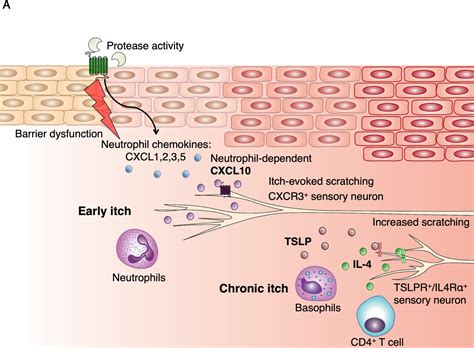 Neutrophils Promote Cxcr3 Dependent Itch In The Development Of Atopic