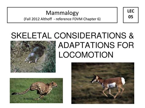 Ppt Skeletal Considerations And Adaptations For Locomotion Powerpoint