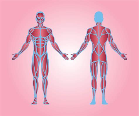 Human Muscle Anatomy Free Download