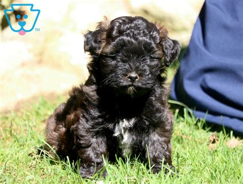 Pansy Shih Tzu Mix Puppy For Sale Keystone Puppies