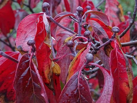 14 Trees With Brilliant Red Autumn Leaves