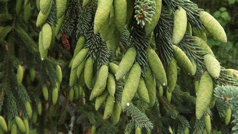 White Spruce Tree For Sale Buying And Growing Guide