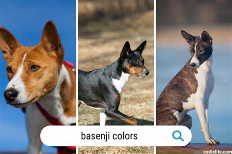 Are Basenjis Dominant Dogs