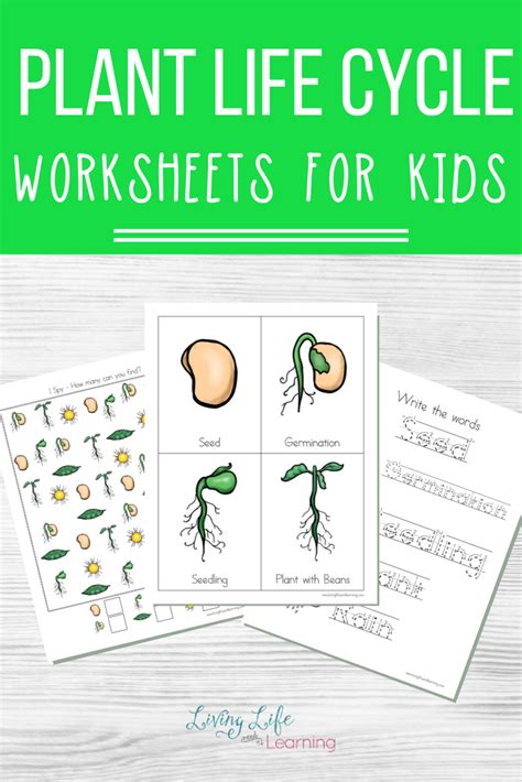 Plant Life Cycle Worksheets Plant Life Cycle Worksheet Plant Life