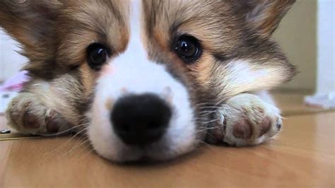 Eevi The Fluffy Corgi Puppy Youtube