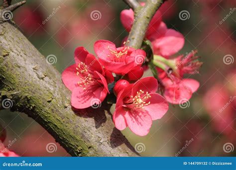 Red Plum Blossom Flower Prunus Mume Stock Photo Image Of Blooming