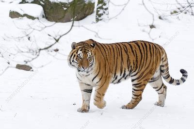 Siberian Tiger Walking In Snow Stock Image F023 2034 Science