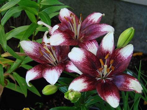 Photo Of Lily Lilium Push Off Uploaded By Joy Lilium Lily Bloom