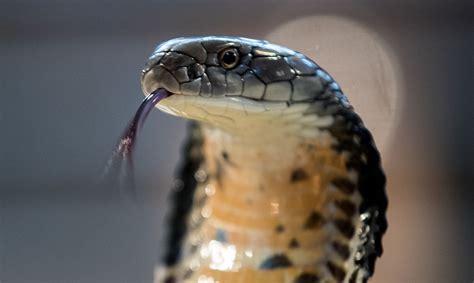 Amazing Snake Python King Cobra Big Battle In The Desert