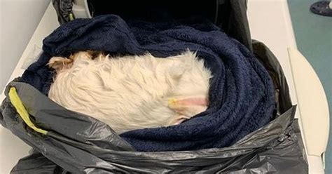 Rspca Appeal After Dead Rabbit Found Dumped In Cage In Westmorland Park