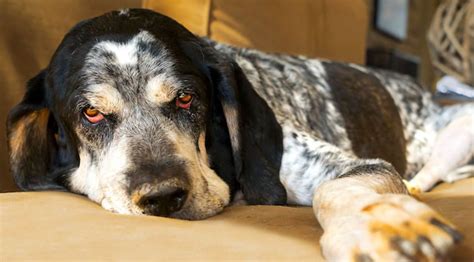 5 Things To Know About Bluetick Coonhounds