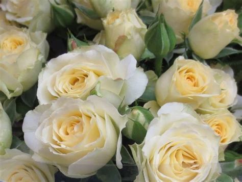 Spray Rose Collection — Eufloria Flowers Spray Roses Cream Bouquets