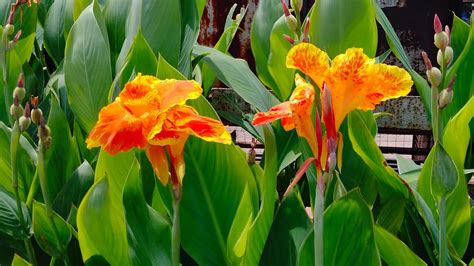 Yellow King Humbert Canna Lily Plant Orange And Yellow Spotted Canna