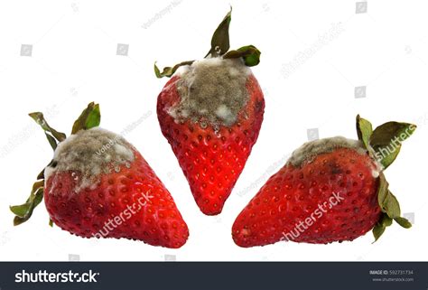 Rotten Berry Images Stock Photos And Vectors Shutterstock