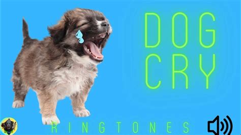 Dog Crying Ringtone 📱🔊 Ringtone Dogs Barking Sound Effect 2022