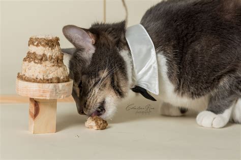 I (phone) all his friends but nobody. I Love My Cat And Did A Birthday Cake Smash Photoshoot For ...