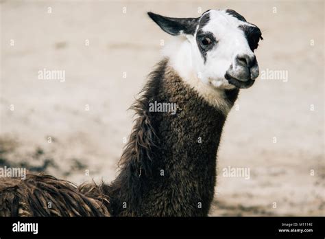 Brown And White Patched Llama Closeup Portrait Stock Photo Alamy