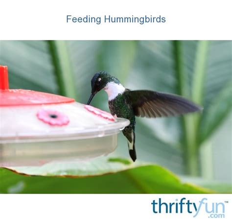 Feeding Hummingbirds Thriftyfun