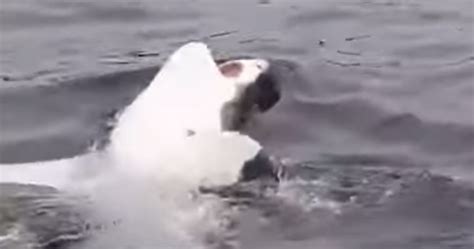 Great White Shark Swims Belly Up In Rare Moment Caught On Video National Globalnewsca