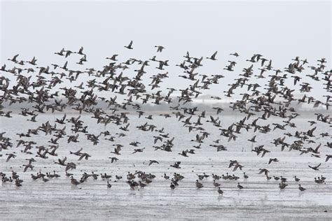 World Migratory Bird Day Quiz On Biology