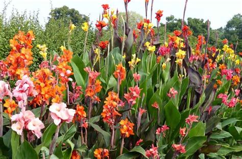 Learn How To Plant Care And Grow Splendid Canna Lilies