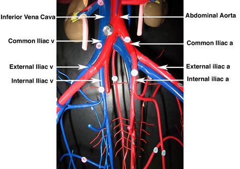 13 Circulatory System Model Labeled Robhosking Diagram