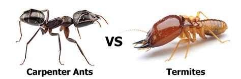 Drywood Termites Difference Between Termite And Carpenter Ant