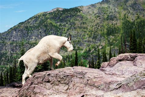 Mountain Goat Climbing Rocks In Glacier Photograph By James White Pixels