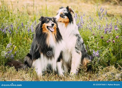Australian Shepherd Dog And Tricolor Rough Collie Funny Scottish
