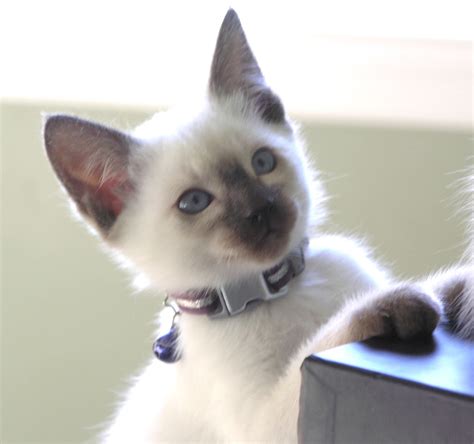 Carol Gagatch Profile Pictures Siamese Kittens Gorgeous Cats