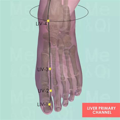 The Liver Channel Of Foot Jue Yin