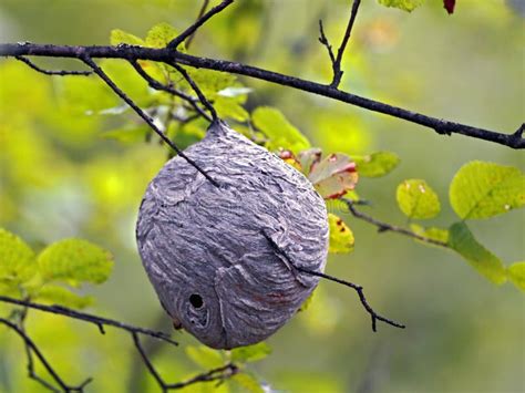Wasp Nest In Tree Stock Photo Image Of Insects Pest 89089082