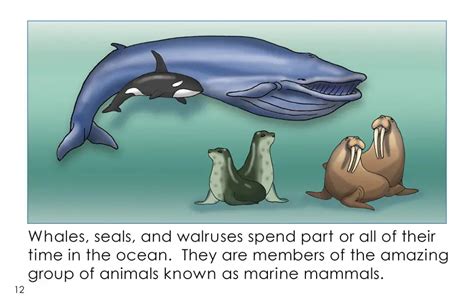 More Marine Mammals Second Grade Book Wilbooks
