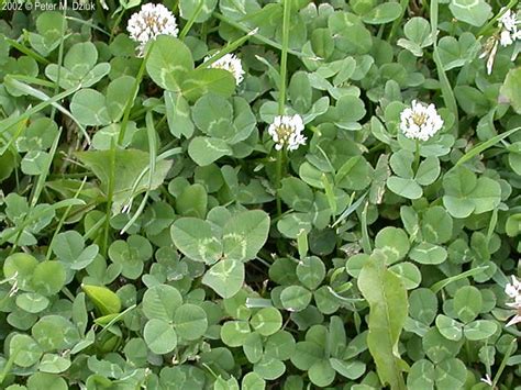 Trifolium Repens White Clover Minnesota Wildflowers