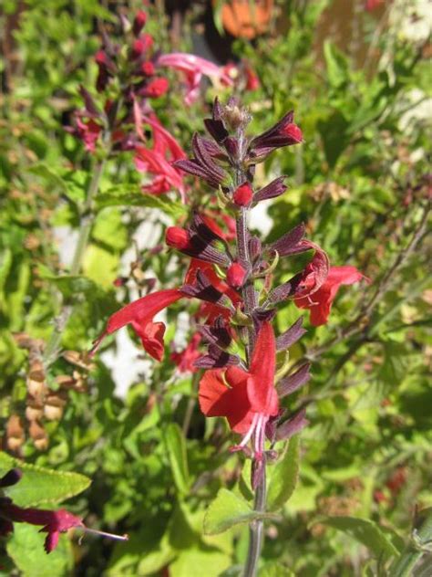 It produces lots of white flowers which mature to yellow followed by bright red fruits. Identification Needed - Red Flower Plant From "Wild Flower ...