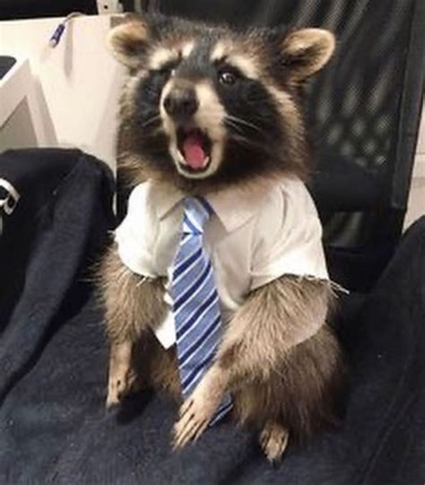 Whaaat Threetn Pet Raccoon Raccoon Funny Cute Raccoon