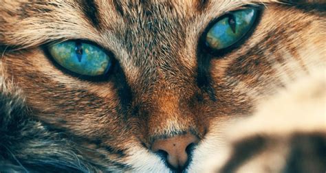Facts About Your Cats Eyes Petlifeca