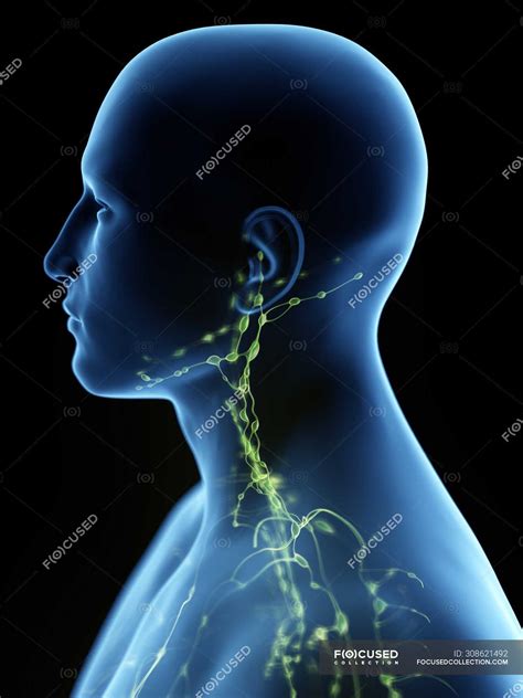 Lymphatic System Of The Neck Computer Illustration — 3d Rendering
