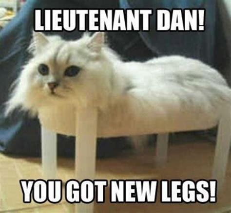 Collect The New Funny Cat Memes Clean Though Hilarious Pets Pictures