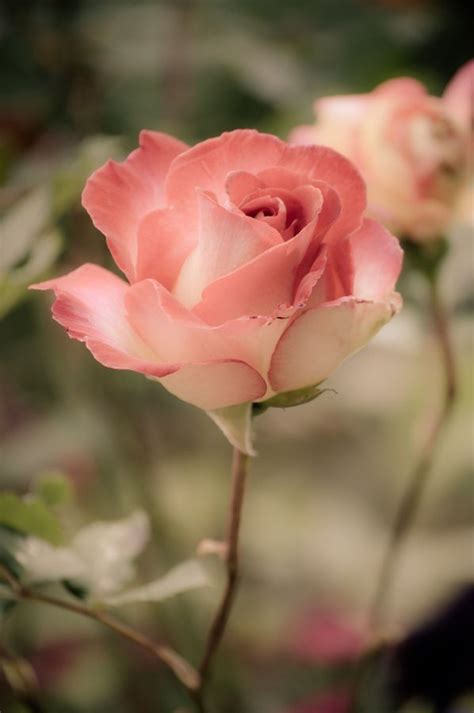 2152 Mejores Imágenes De Flores Rosas En Pinterest Pretty Flowers