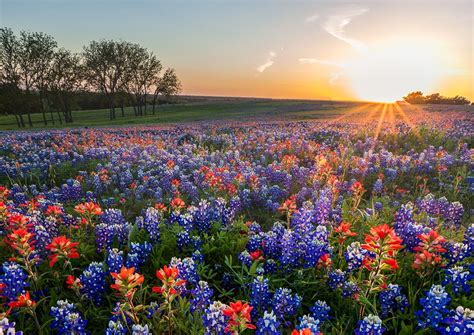 A Field Full Of Blue Red And White Flowers With The Sun Setting In The Background
