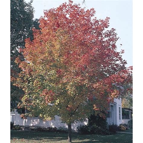89 Gallon Fall Fiesta Sugar Maple Shade Tree In Pot Lw02874 In The