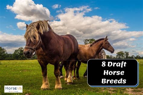 8 Breathtaking Draft Horse Breeds All You Need To Know